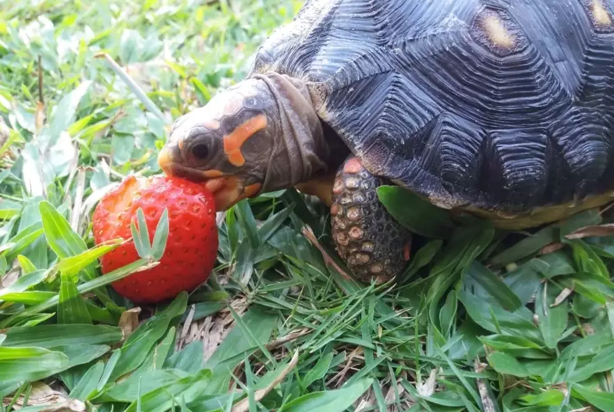 Red-footed Tortoise care