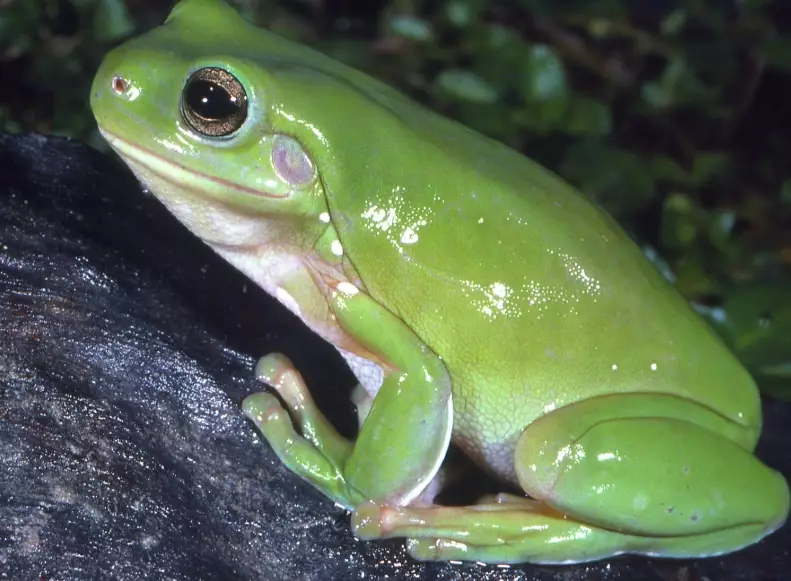 australian green tree frog care