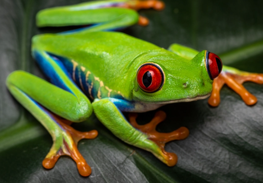 red eye tree frog facts