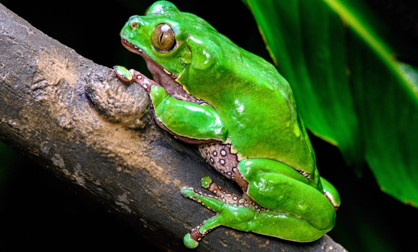 waxy monkey tree frog for sale