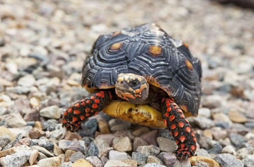 Red-footed Tortoise habitat