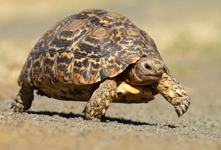 Leopard Tortoise care