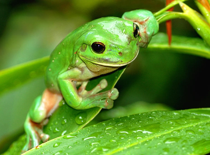 australian green tree frog care