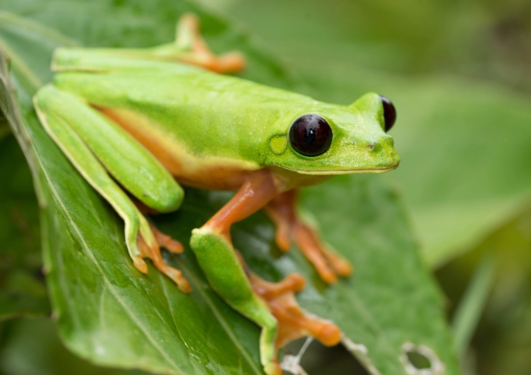 black eyed tree frog habitat
