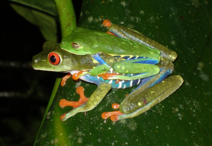 red eye tree frog care