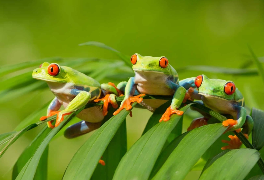 red eye tree frog habitat