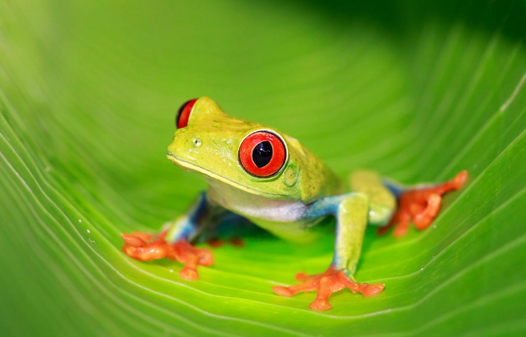 red eye tree frog facts