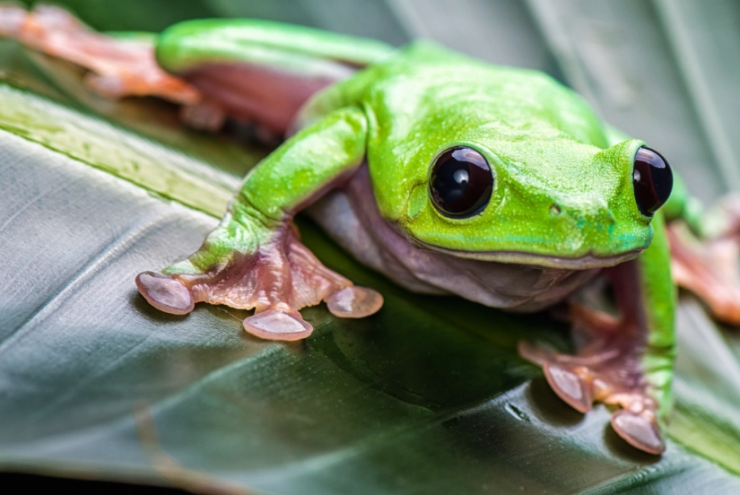 black eyed tree frog for sale