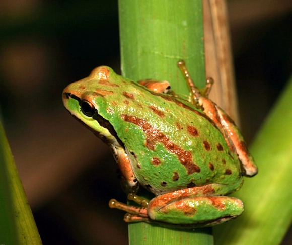 pacific tree frog sound