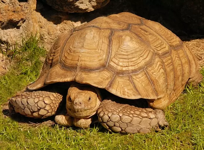 Sulcata Tortoise diet