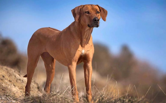Razorback Ridgeback dog