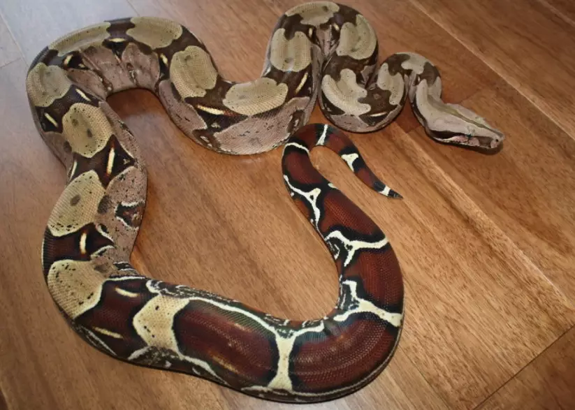 boa constrictor imperator size boa constrictor imperator size