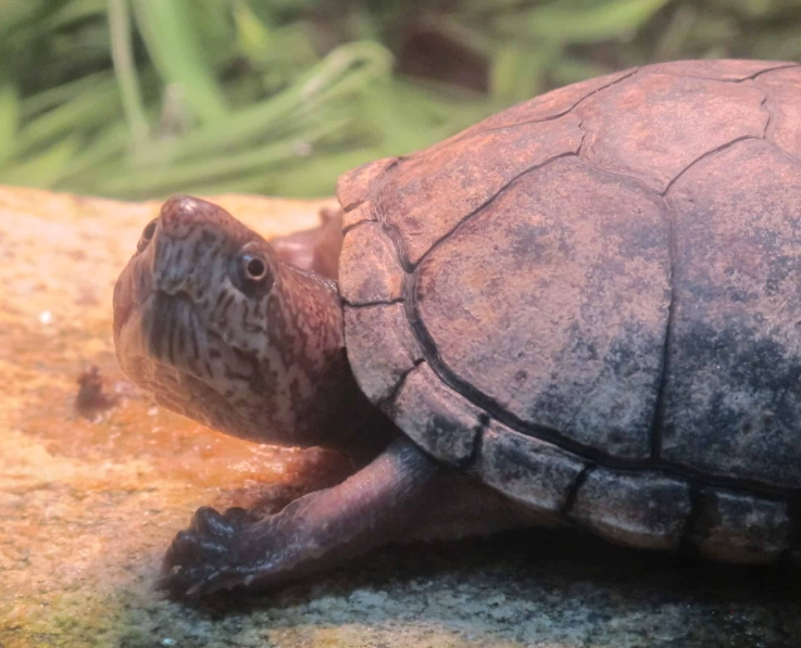 mud turtle care