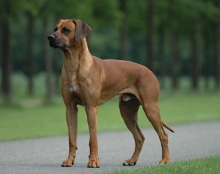 Razorback Ridgeback characteristics