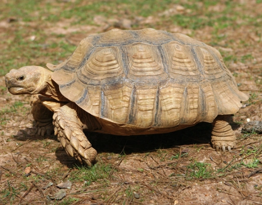 Sulcata Tortoise care