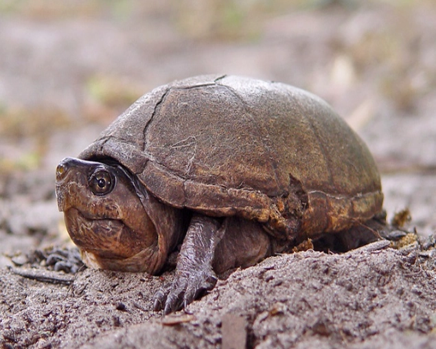 mud turtle care