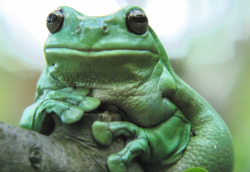 White's Tree Frog care