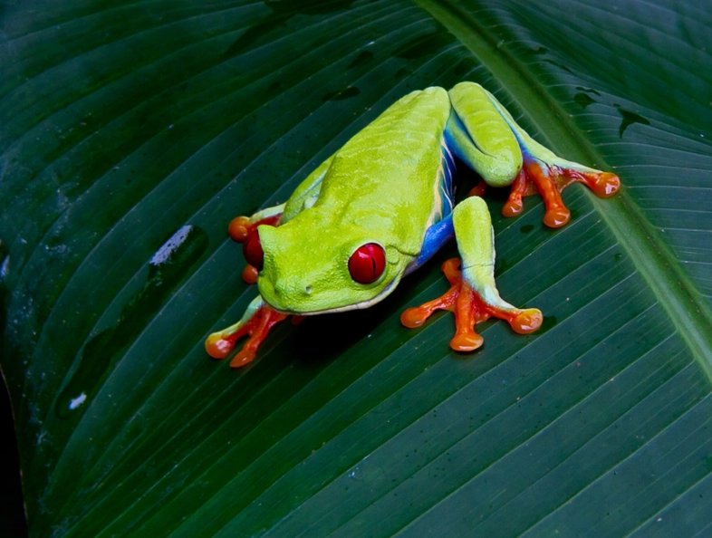 red eyed tree frog care