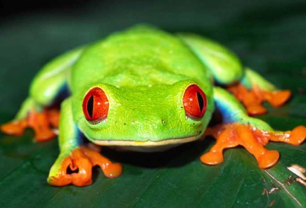 red eyed tree frog facts