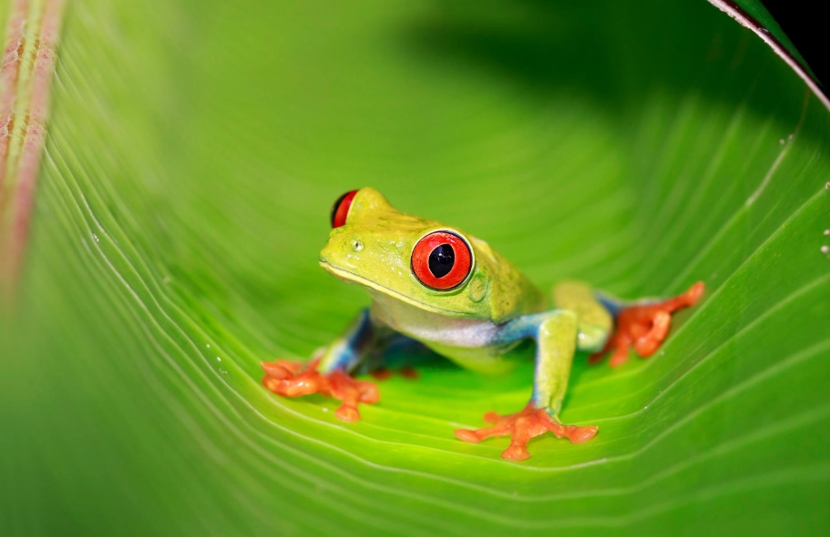 red eyed tree frog facts