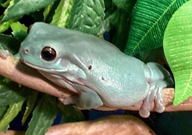 White's Tree Frog pet