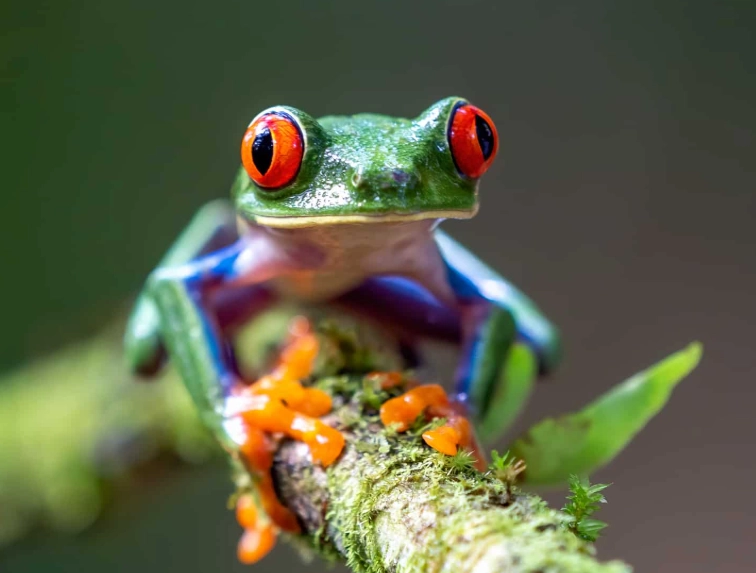 red eyed tree frog habitat