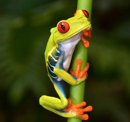 red eyed tree frog care