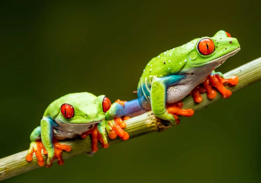 red eyed tree frog care