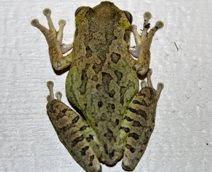 Florida tree frog species