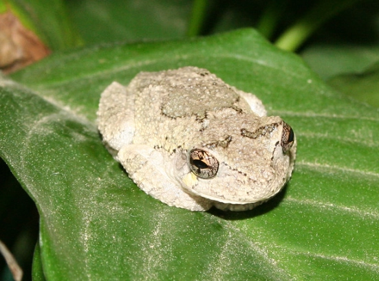 gray tree frog call