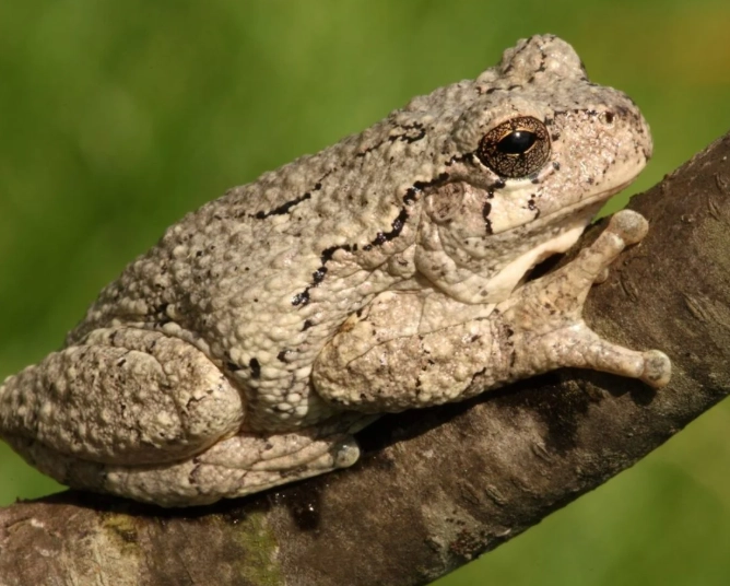 Florida tree frog care