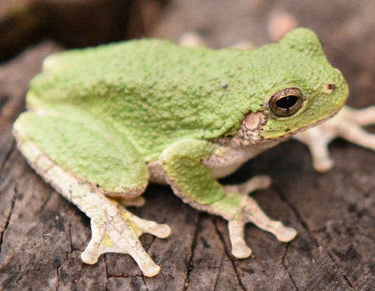 cope's grey tree frog care