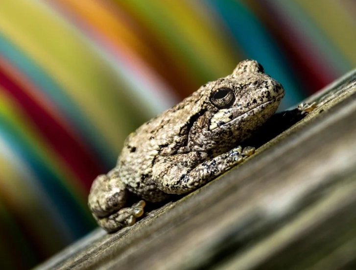 hyla versicolor