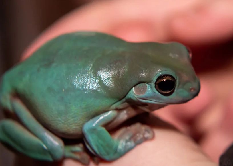 tree frog habitat setup
