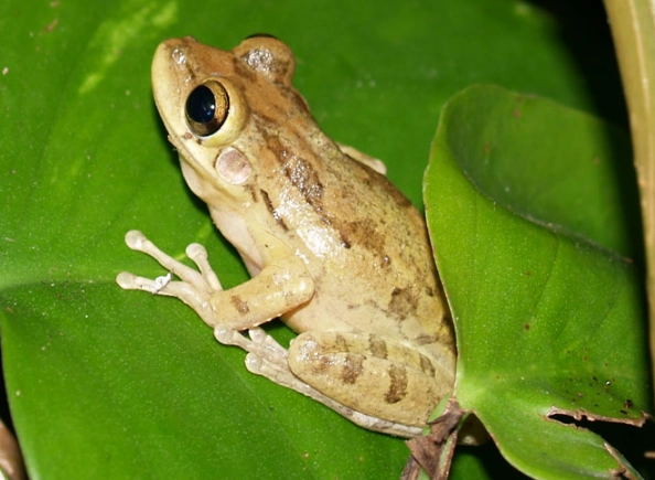 Florida tree frog species