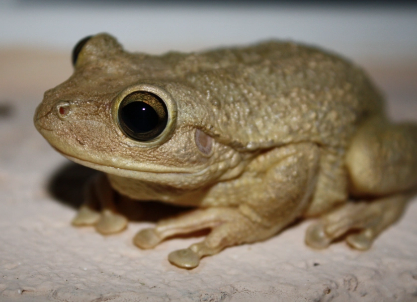 Florida tree frog sound