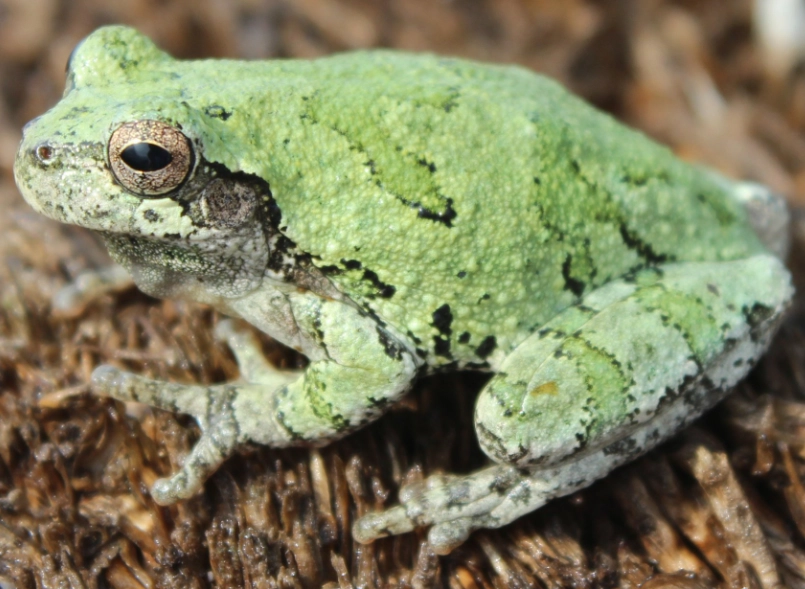 gray tree frog vs cope's gray tree frog