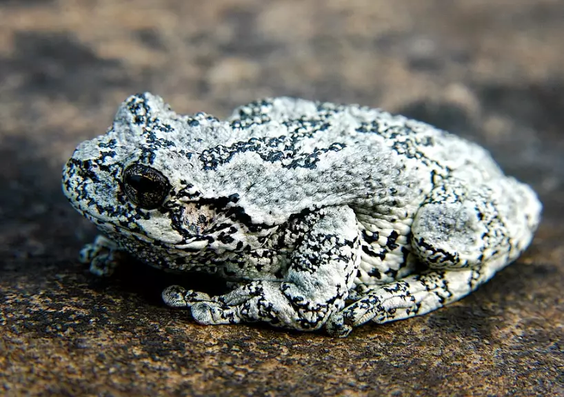 eastern gray tree frog care