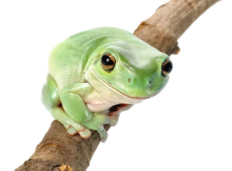 white's tree frog care