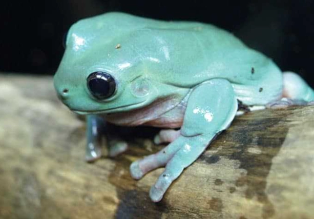 white's tree frog care