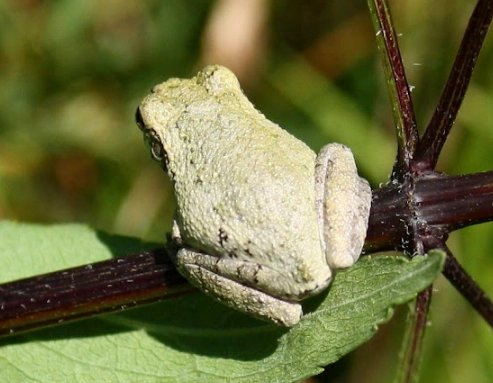 cope's grey tree frog care