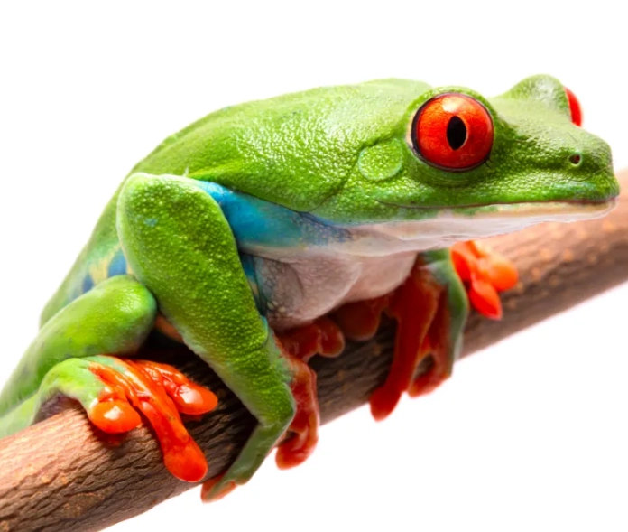 red eyed tree frog facts