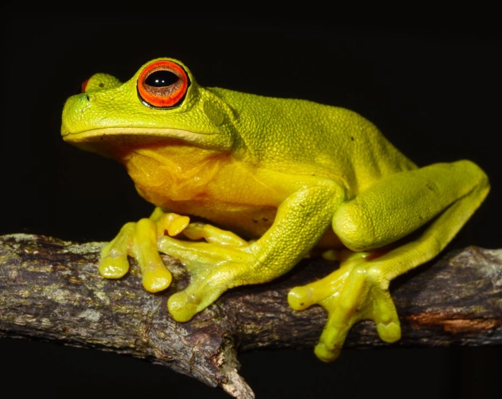 red eyed tree frog facts