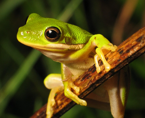tree frog habitat