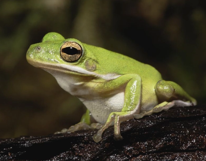 gray tree frog