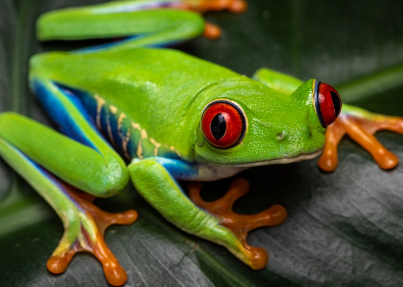 red-eyed tree frog habitat