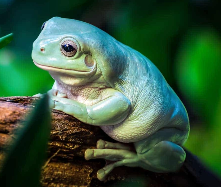 white's tree frog habitat