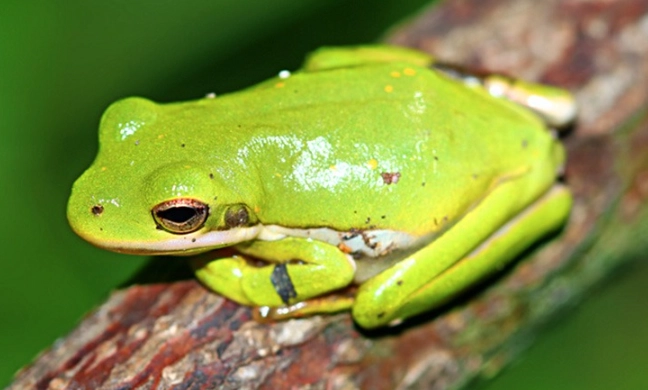american tree frog care