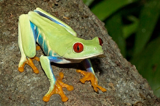 red-eyed tree frog care