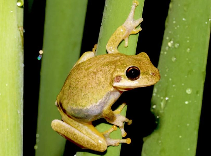 hyla squirella